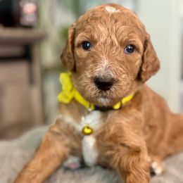 Chanel - Brown and white female Bernedoodle puppy in San Antonio, Texas from Pyper Bernedoodles SATX