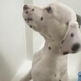 Eve - White and liver brown female Dalmatian puppy in Hastings, Florida from Love My Spotty Dalmatians