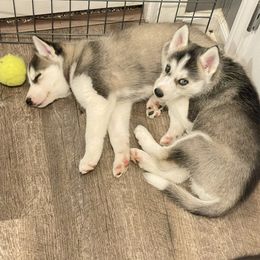 Siberian Husky Puppies from Husky Love and Pups