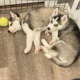 Siberian Husky Puppies from Husky Love and Pups