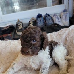 Goldendoodles, Labradoodles, and Poodles from Pee Dee Poodles & Doodles