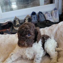 Goldendoodles, Labradoodles, and Poodles from Pee Dee Poodles & Doodles