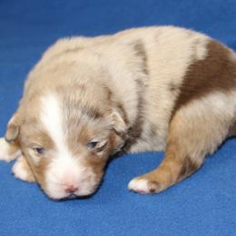 Cedar - Red merle female Miniature American Shepherd puppy in Hillsdale, Michigan from Faithwalk Aussies and Mini American Shepherds