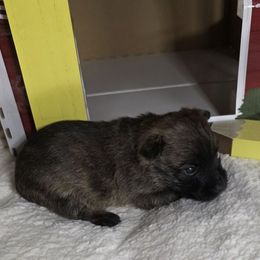 Mr Blue - Red brindle male Cairn Terrier puppy in Savannah, Missouri from WoodSchott Cairn Terriers