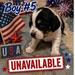 Boy 5 - Black white and tan male English Springer Spaniel puppy in Socorro, New Mexico from Huntin' Buddies