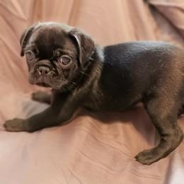 Girl 6 - Black female Pug puppy in Blountsville, Alabama from Rock Springs Pugs