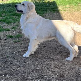 Ace Ventura - Golden Retriever