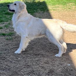 Ace Ventura - Golden Retriever