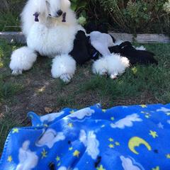 Poodle Puppies from Serenity Standard Poodles
