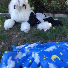 Poodle Puppies from Serenity Standard Poodles