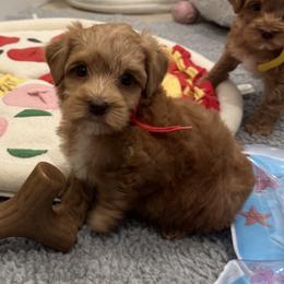 Skye - Caramel female Australian Labradoodle puppy in Nashville, Tennessee from SF Australian Labradoodles