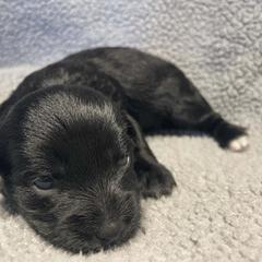 Red baby girl - Black and white female Shorkie puppy in Chipley, Florida from Relentless Homestead