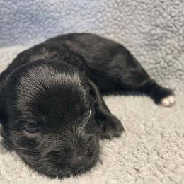 Red baby girl - Black and white female Shorkie puppy in Chipley, Florida from Relentless Homestead