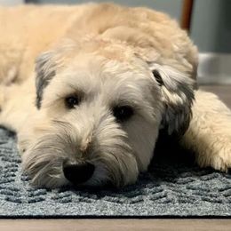Rose - Soft Coated Wheaten Terrier