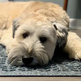 Rose - Soft Coated Wheaten Terrier