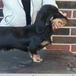 Sophie - Dachshund