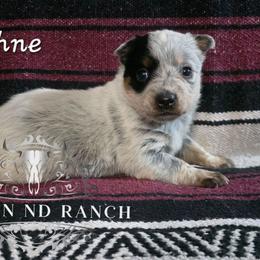 Daphne - Blue female Australian Cattle Dog puppy in Silsbee, Texas from Rockin ND Ranch