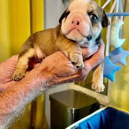 Timmy - Fawn male Bulldog puppy in Temple Terrace, Florida from Heavensent Bulldogs