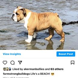 Bulldog Puppies from Farm Strong Bulldogs