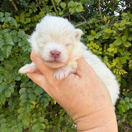 Leia - White female Pomeranian puppy in Newport Beach, California from Exotic City Pomeranians and chihuahuas