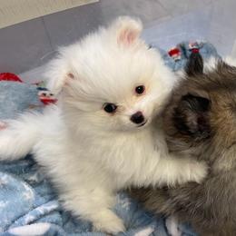 Flurry - White male Pomeranian puppy in Titus, Alabama from Harmony Pomeranians