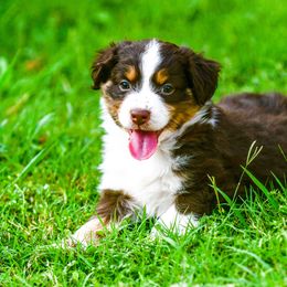 Miniature Australian Shepherd Puppies from Rockin D Mini Aussies