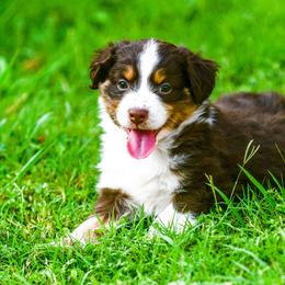 Miniature Australian Shepherd Puppies from Rockin D Mini Aussies