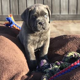 Cane Corso Puppies from Fedele's Cane Corso