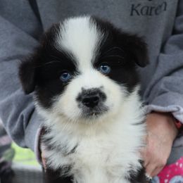 Basketball - Black tri male Miniature American Shepherd puppy in Maryland from Atomic Minis