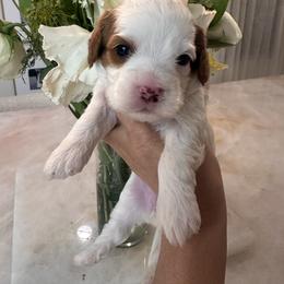 Female 1 - White female Cavapoo puppy in Sacramento County, California from Sac-Town Poodles and Doodles