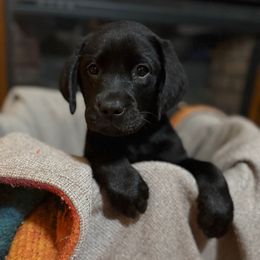Red collar - Black male Labrador Retriever puppy in Dayton, Tennessee from Whiskey Mountain Labradors