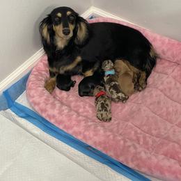 Dachshund Puppies from Prima Dachshunds