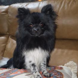 Hunnibunnies godzilla - Black parti male Pomeranian puppy in Cleveland, Ohio from Hunnibunnies