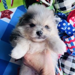 Merle girl 2 - Blue merle female Pomeranian puppy in Fayetteville, North Carolina from Tar-heel Poms