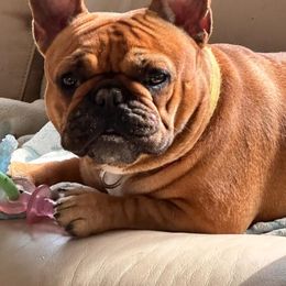 Canasta - French Bulldog