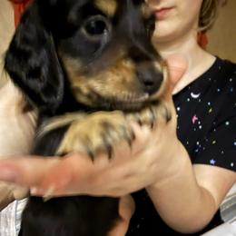 Night - Black and cream female Dachshund puppy in Canton, Texas from Bonnie and Clyde Dachshunds