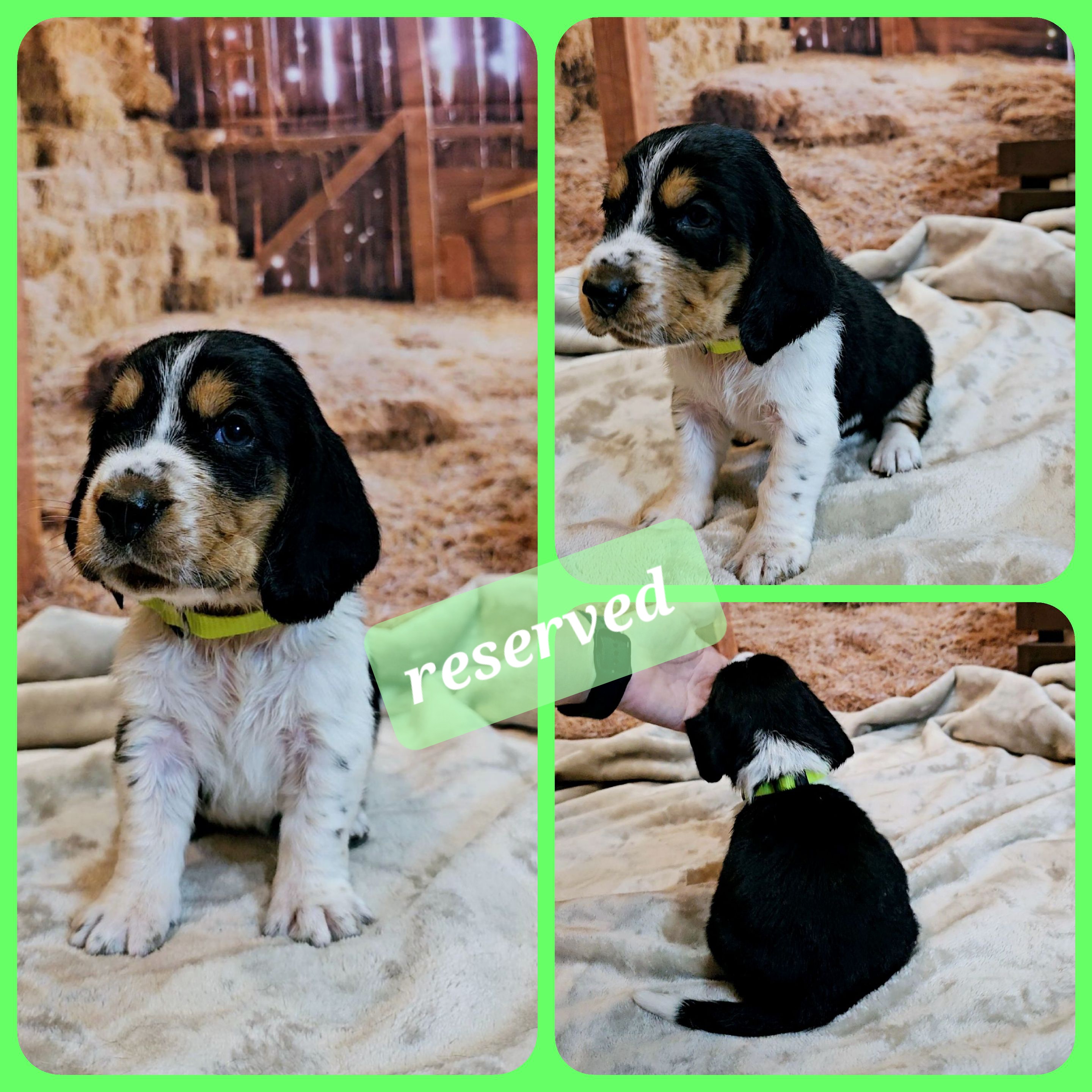 Basset Hound Puppies from Hounds All Night