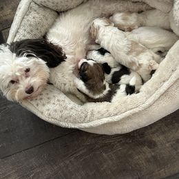 Maltipoo All Grown Up from Maltipoo Rehoming
