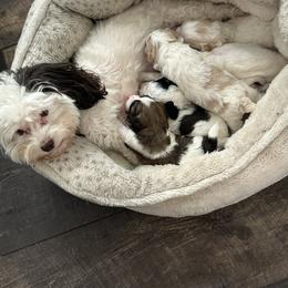 Maltipoo All Grown Up from Maltipoo Rehoming