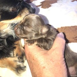 Blanche - Chocolate female Chihuahua puppy in Amelia, Virginia from Pannell’s Precious Pups