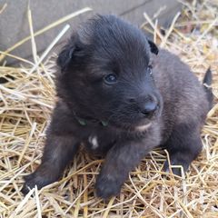 Green Boy - Belgian Tervuren puppy from Katahdin Kennel Belgian Tervurens