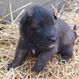 Green Boy - Belgian Tervuren puppy from Katahdin Kennel Belgian Tervurens