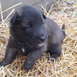 Green Boy - Belgian Tervuren puppy from Katahdin Kennel Belgian Tervurens