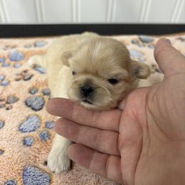 Australian Shepherd and Shih Tzu Puppies from Ford Hollow Farms Shih Tzus and Australian Shepherds