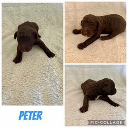 Peter - Brown male Poodle puppy in Piqua, Kansas from Legacy Farms Standard Poodles