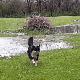 Australian Shepherd All Grown Up from Big Run Australian Shepherds