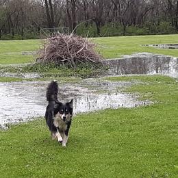 Australian Shepherd All Grown Up from Big Run Australian Shepherds
