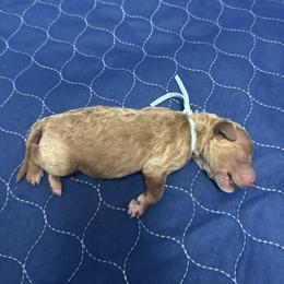 Goldendoodle Puppies from Crystal Romero