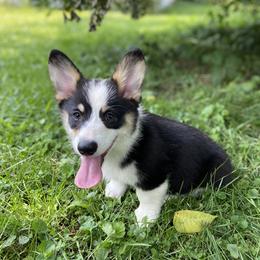 Pembroke Welsh Corgi Puppies from Annwyl McCorgis