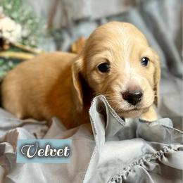 Velvet - Cream female Dachshund puppy in Meadville, Pennsylvania from Four Seasons Dachshunds